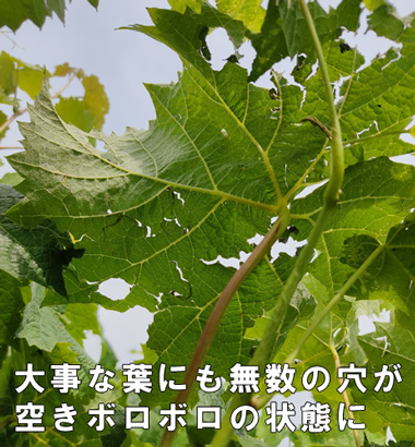 被害の状況2
